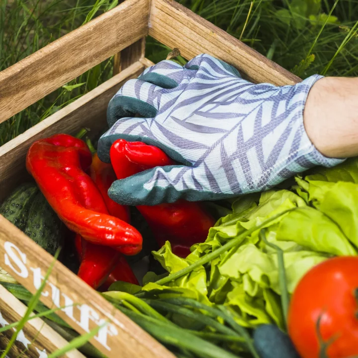 mano-con-guantes-con-pimienta-roja-fresca-en-caja-de-verduras